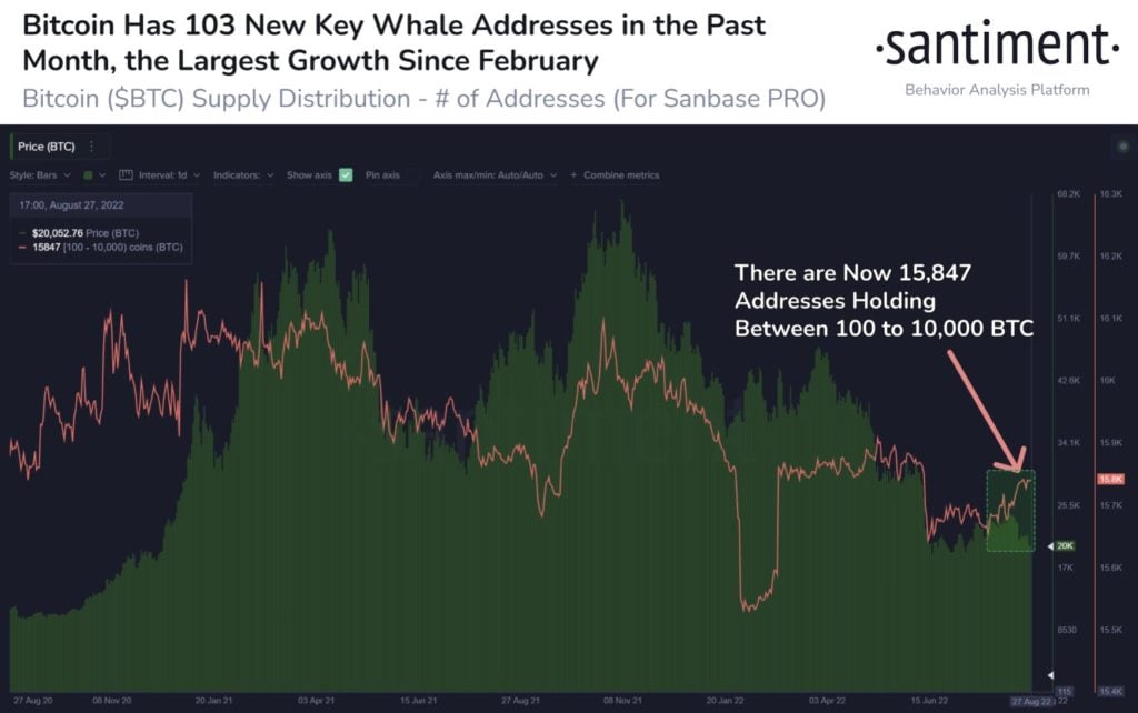 Market Research Report: Stronger USD Sinks Stocks and Crashes Oil While Only Causing Crypto to Consolidate - BTC whale holdings 1024x642