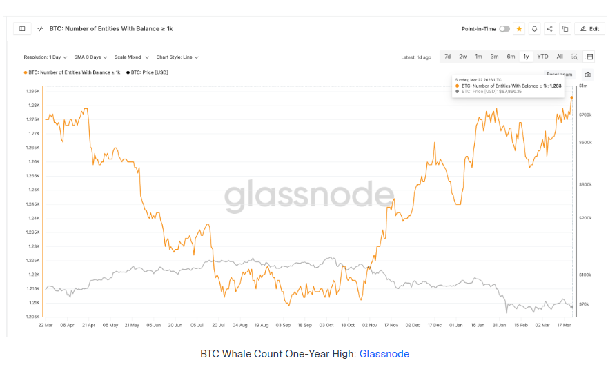 Bitcoin volatile as macro pressures mount: yields, oil and Fed repricing in focus - whales 1